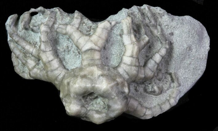 Bargain, Cyathocrinites Crinoid Fossil - Crawfordsville, Indiana #68507